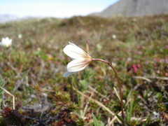 Gagea serotina