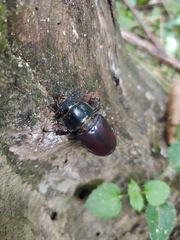 Lucanus cervus
