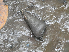 Telescopium telescopium