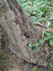 Lucanus cervus
