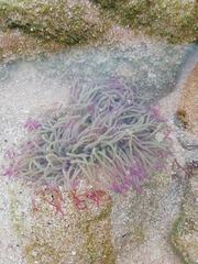 Anemonia viridis