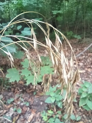 Bromus benekenii
