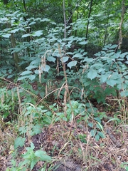 Bromus benekenii