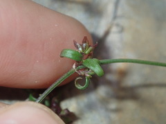 Opercularia apiciflora