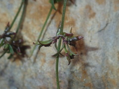 Opercularia apiciflora