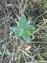 Helianthus pauciflorus