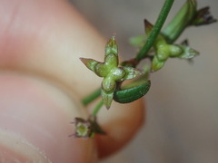 Opercularia apiciflora