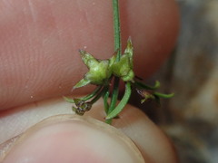 Opercularia apiciflora