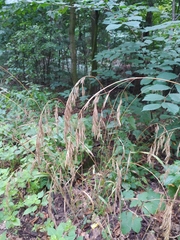 Bromus benekenii
