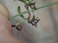 Opercularia apiciflora