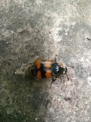Nicrophorus vespillo