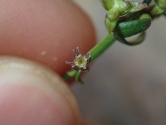 Opercularia apiciflora