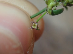 Opercularia apiciflora