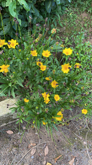 Coreopsis lanceolata
