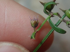 Opercularia apiciflora