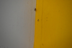 Culicidae