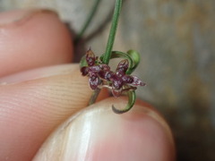 Opercularia apiciflora