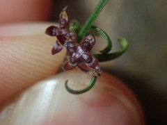 Opercularia apiciflora