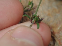 Opercularia apiciflora