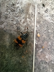 Nicrophorus vespillo