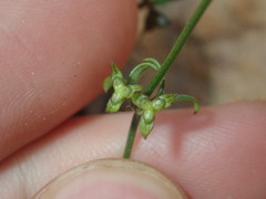 Opercularia apiciflora