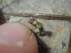 Opercularia apiciflora