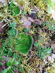 Peltigera aphthosa