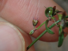 Opercularia apiciflora