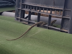 Podarcis muralis