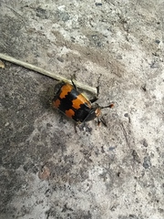 Nicrophorus vespillo
