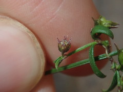 Opercularia apiciflora