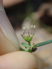Opercularia apiciflora