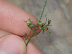 Opercularia apiciflora
