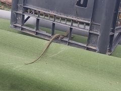 Podarcis muralis