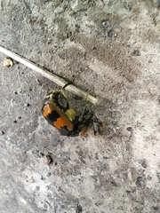 Nicrophorus vespillo