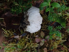 Peltigera aphthosa