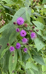 Vernonia noveboracensis