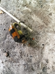 Nicrophorus vespillo