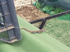 Podarcis muralis