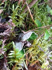 Peltigera aphthosa