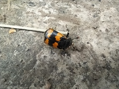 Nicrophorus vespillo