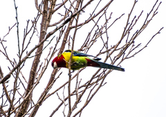 Platycercus eximius