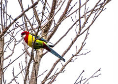 Platycercus eximius