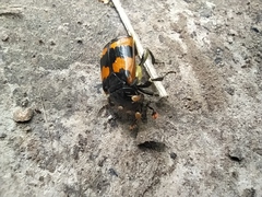 Nicrophorus vespillo