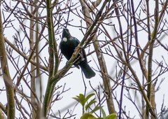 Prosthemadera novaeseelandiae novaeseelandiae