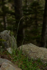 Poa takasagomontana