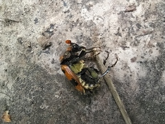 Nicrophorus vespillo