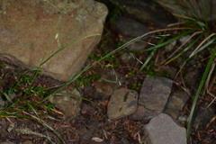 Poa takasagomontana