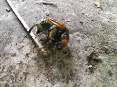 Nicrophorus vespillo