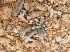 Anacampseros papyracea